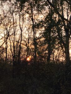 Zalazak sunca koji se probija kroz gusto granje, kao tihi trenutak radosti koji se vraća nakon dugo vremena